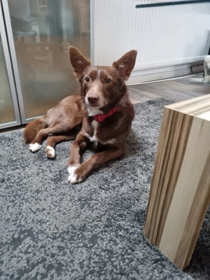 Adoption abgesagt! Stellina sucht immer noch ihre Couch!