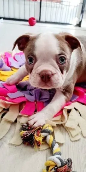 Boston Welpe zu verkaufen