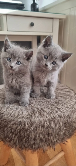 BKH Kätzchen suchen liebevolles Zuhause