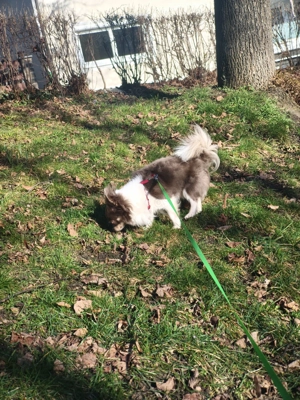 Langhaar Chihuahua Deckrüde kein Verkauf 