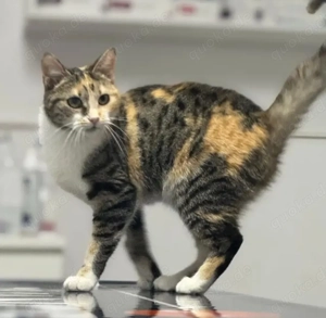 Botosel & Paula Zuckersüßes Pärchen sucht Knusperhäuschen Bild 5