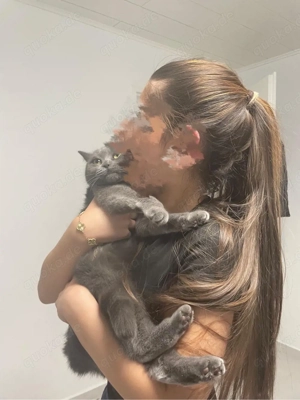 männliche katze gesucht für paarung 