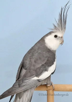 Suche Weißkopf Nymphensittiche Pärchen 