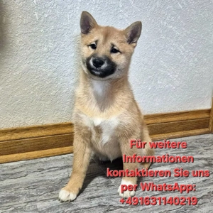 Jenna hübsche SHIBA INU-Hündin mit rotem Fell geboren