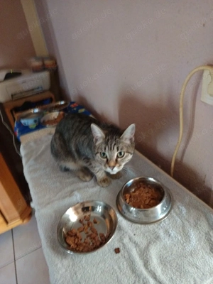 Kastrieres Katzenmädchen 