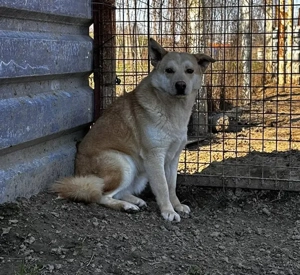 Csiriba, z.Zt. in Ungarn, lass dich von meiner Schönheit verzaubern