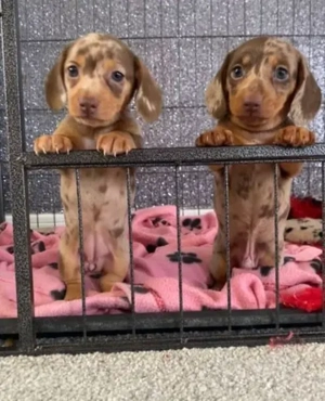 Bezaubernde Dackelwelpen   Rüden & Hündinnen verfügbar   Alle Impfungen