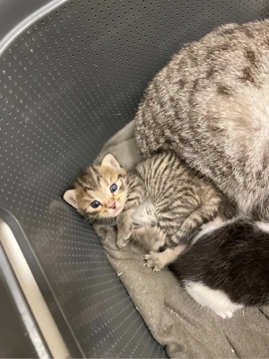 3 bezaubernde Baby Kätzchen suchen bald liebvolles Zuhause  