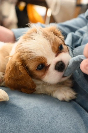   Kleine Prinzessinnen suchen ihre Herzensfamilie  