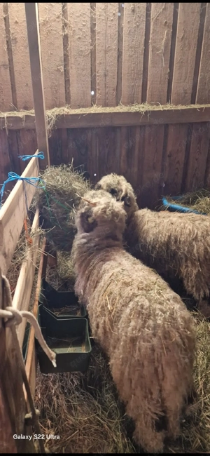 Walliser Schwarznasenschafe 