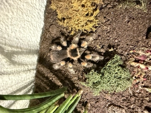 Brachypelma hamorii (0.0.1)   ca. 4 cm Körperlänge   NZ 10 2023