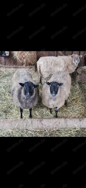 3Quessant Skuddenmixe 