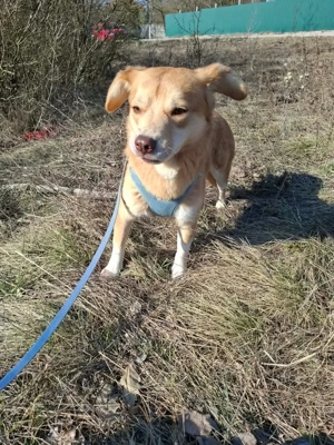 Lüszi (geb. ca. 11 2022) lebt in ungarischem Tierheim und sucht ein Zuhause