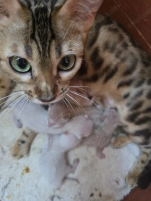 Bengal Kitten mit Stammbam Eltern 10 Tests Kitten Katze Kater 