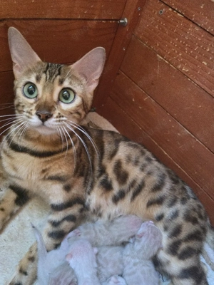Bengal Kitten mit Stammbam Eltern 10 Tests Kitten Katze Kater  Bild 6