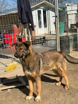 Hanga, zzt. in Ungarn, ist zu einer wunderschönen, stattlichen Hündin herangewachsen.