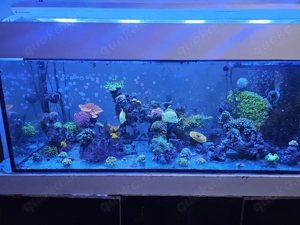 Meerwasser Aquarium 