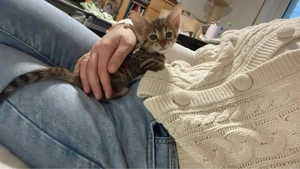 Savannah Bengal Mix Kitten