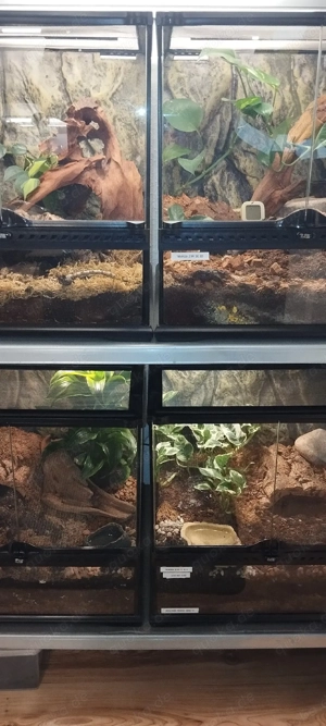 ZUCHTWEIBCHEN 0.2 Theraphosa Blondi & 0.1 Theraphosa Stirmi Adult