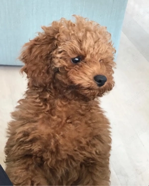 Zuckersüßen Zwergpudel Toy pudel welpen!!!