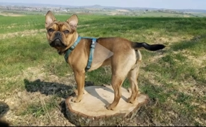 Liebevoller Frenchie-Mix sucht neues Zuhause 