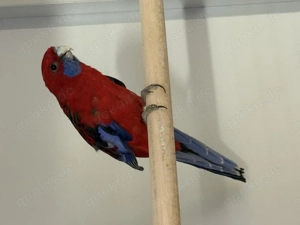 Pennantsittiche pennantsittich 