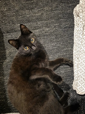 Kleine Maus sucht neues Zuhause