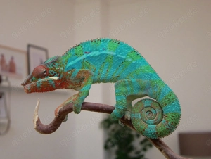 Wunderschöne Pantherchamäleon ( Furcifer pardalis) Nachzuchten zu verkaufen Bild 2