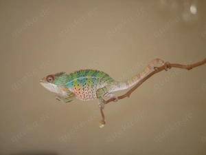 Wunderschöne Pantherchamäleon ( Furcifer pardalis) Nachzuchten zu verkaufen Bild 3