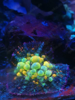 Meerwasser Auflösung 