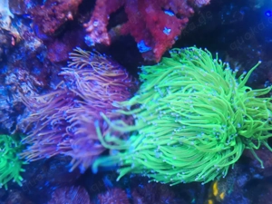 Meerwasser Auflösung  Bild 2