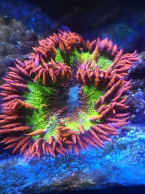 Meerwasser Auflösung  Bild 5