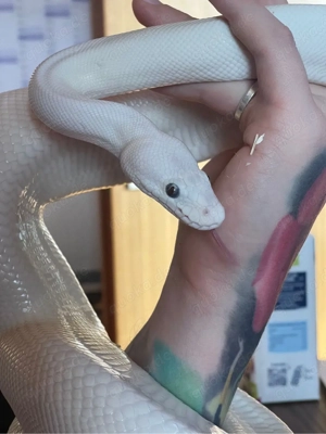 BEL Leucistic Blue eyed Lucy 1.0 Königspython NZ17