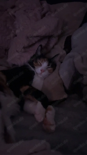 Amy&Missy suchen ein zuhause für immer 