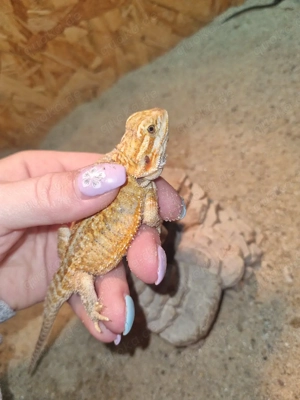 Bartagamen Jungtier ( pogona vitticeps) NZ 07 2025 Männchen 