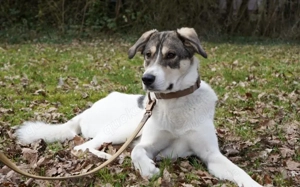 Lidy sucht ein ruhiges Zuhause