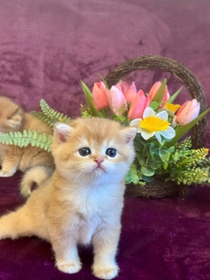 Reinrassige BKH Kitten mit Stammbaum 