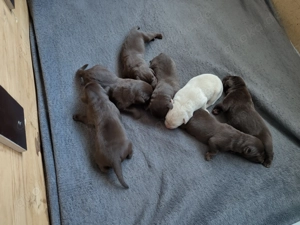 Labrador Welpen Braun und Weiß 