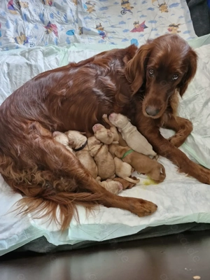 Bildhübsche Golden Irish Welpen suchen ein neues Zuhause 