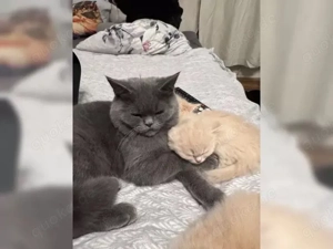 BKH Deckkater in Blue