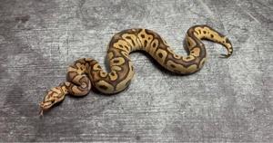 Hamm Aktion 3.0 Königspython abzugeben !