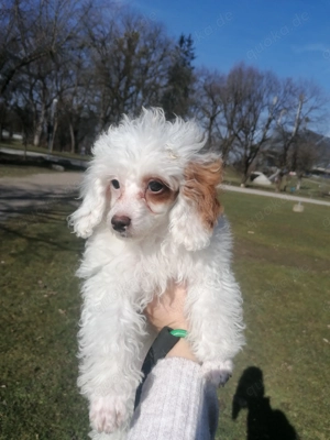 Toypudel Mix Havapoo Poochon Maltipoo Zwergpudel Weibchen