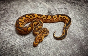 Hamm Aktion 2.0 Königspython abzugeben !