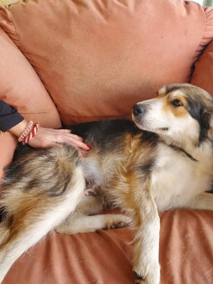 Mali, Colli Mix Hündin 