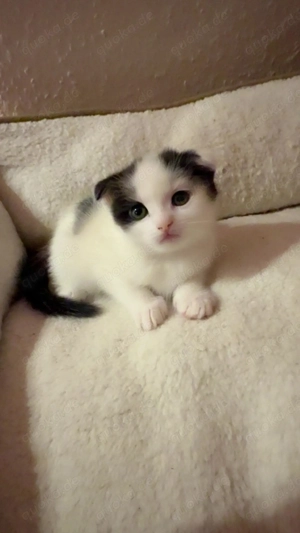 Babykatzen suchen eine liebevolles Zuhause 