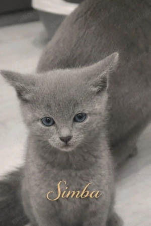 Himmlische Russisch Blau Kitten mit Stammbaum