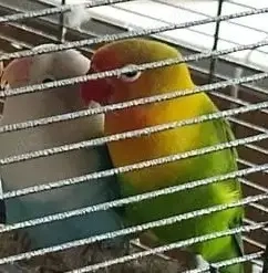 Die Unzertrennlichen (Agapornis)