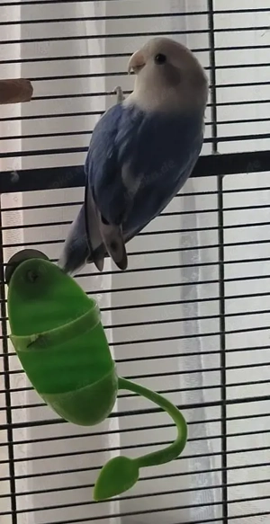 Die Unzertrennlichen (Agapornis) Bild 3