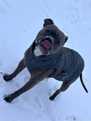 American Bully wurfankündigung 