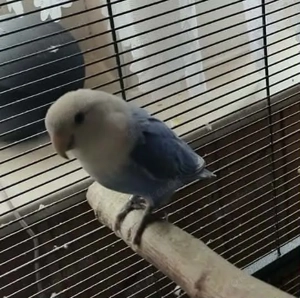 Die Unzertrennlichen (Agapornis) Bild 2